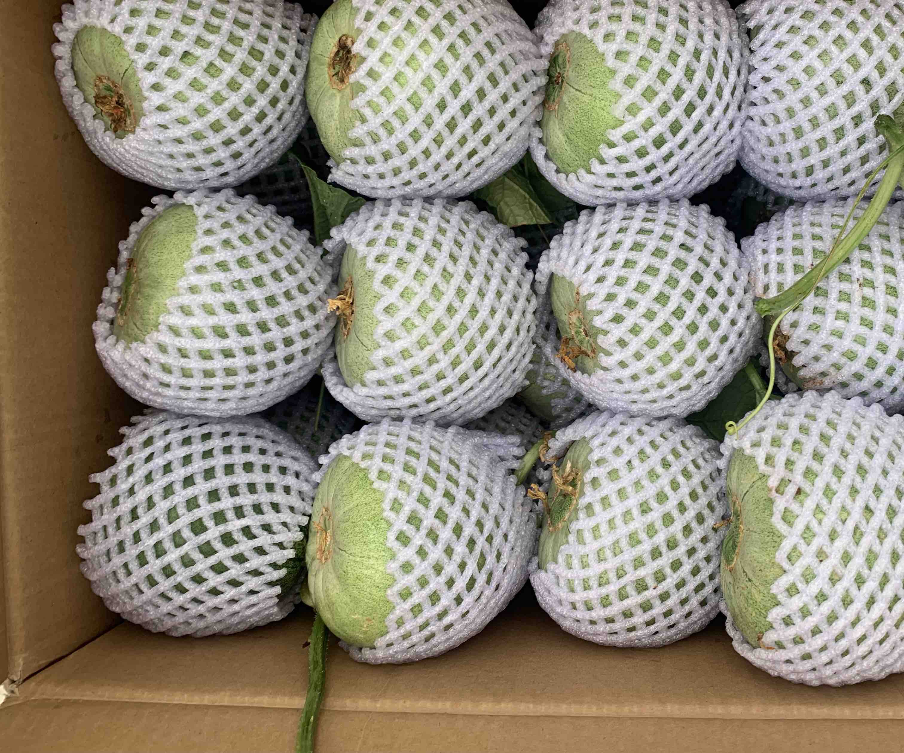 绿宝甜瓜冷藏保存示意图