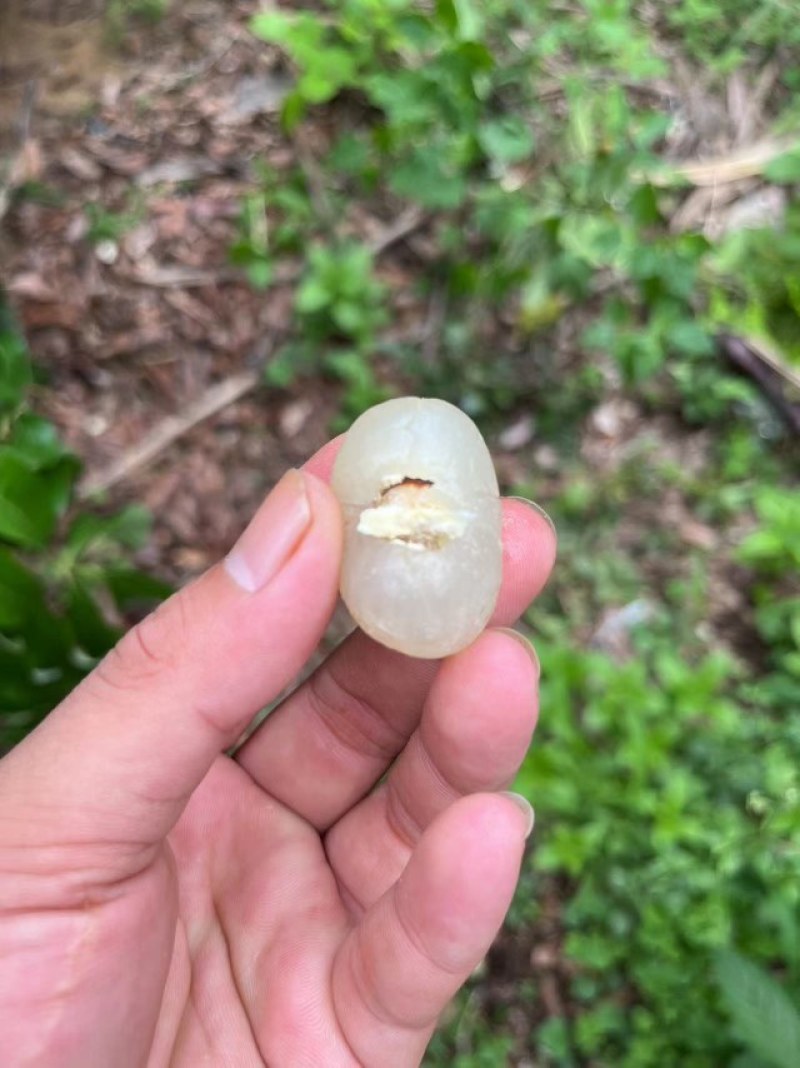 大量石颊龙眼，靓果，已上市