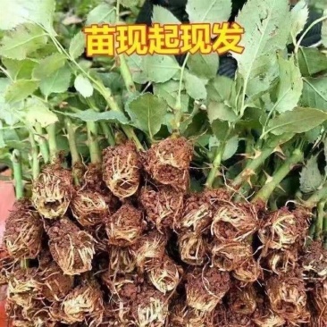1万棵玫瑰花苗四季开花月季扦插小苗花卉绿化工程苗木花卉