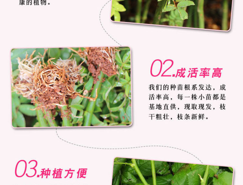 1万棵玫瑰花苗四季开花月季扦插小苗花卉绿化工程苗木花卉