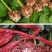 1万棵玫瑰花苗四季开花月季扦插小苗花卉绿化工程苗木花卉