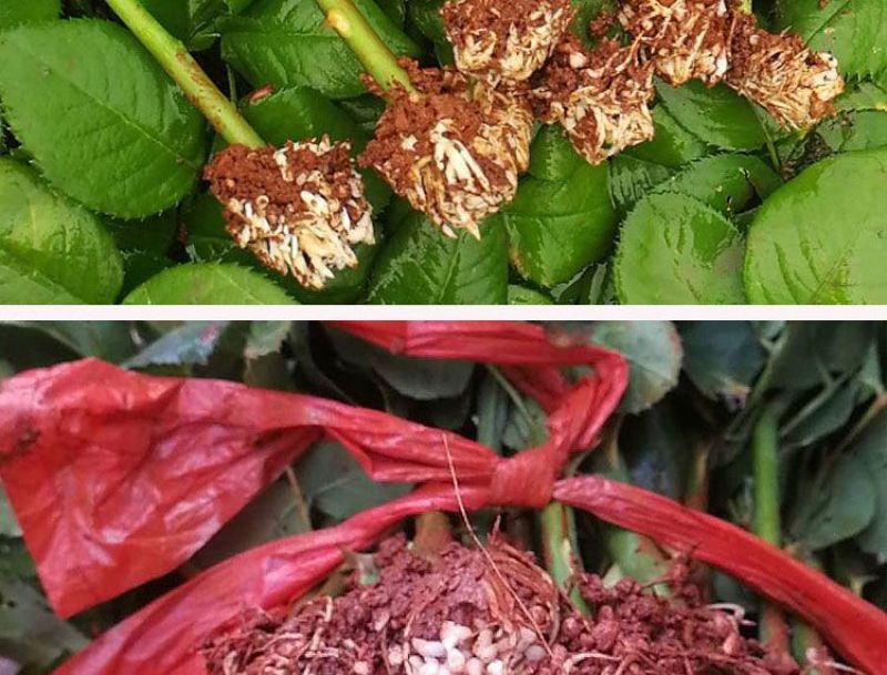 1万棵玫瑰花苗四季开花月季扦插小苗花卉绿化工程苗木花卉