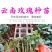 1万棵玫瑰花苗四季开花月季扦插小苗花卉绿化工程苗木花卉
