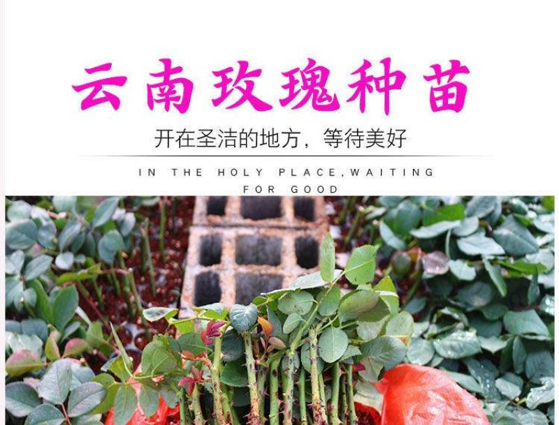 1万棵玫瑰花苗四季开花月季扦插小苗花卉绿化工程苗木花卉