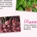 1万棵玫瑰花苗四季开花月季扦插小苗花卉绿化工程苗木花卉