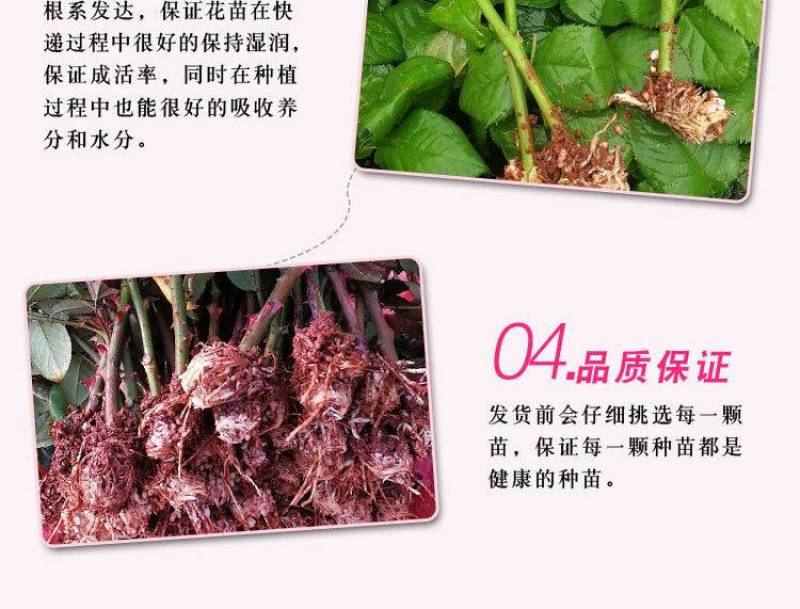 1万棵玫瑰花苗四季开花月季扦插小苗花卉绿化工程苗木花卉