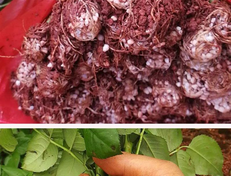 1万棵玫瑰花苗四季开花月季扦插小苗花卉绿化工程苗木花卉
