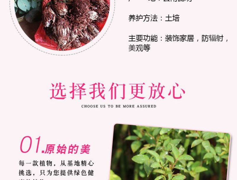 1万棵玫瑰花苗四季开花月季扦插小苗花卉绿化工程苗木花卉