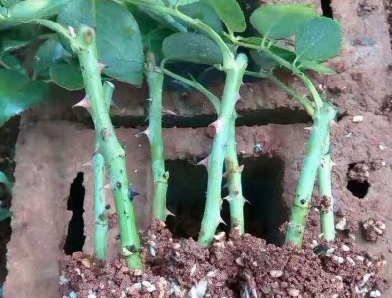 1万棵玫瑰花苗四季开花月季扦插小苗花卉绿化工程苗木花卉
