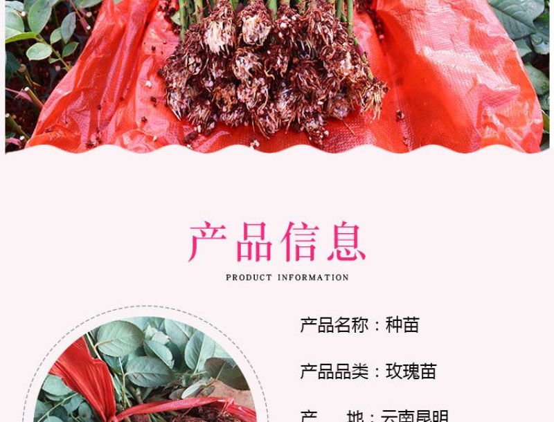 1万棵玫瑰花苗四季开花月季扦插小苗花卉绿化工程苗木花卉