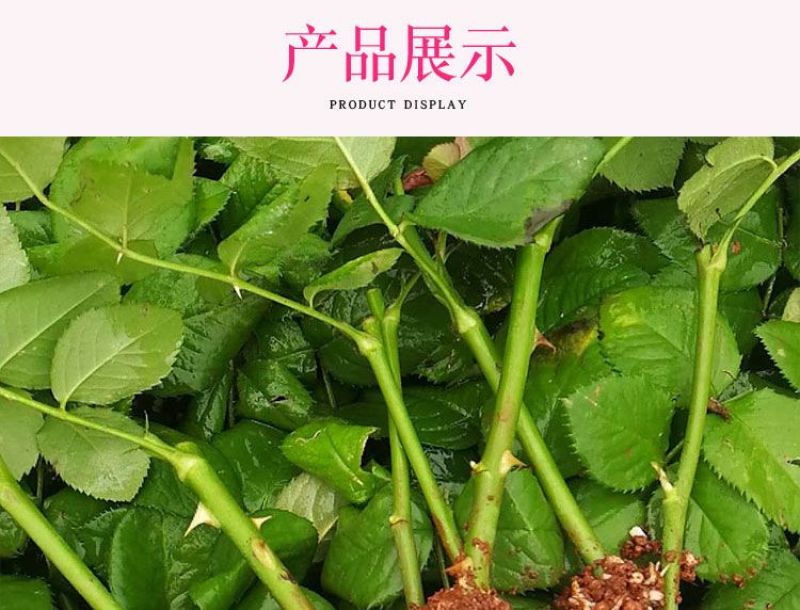 1万棵玫瑰花苗四季开花月季扦插小苗花卉绿化工程苗木花卉
