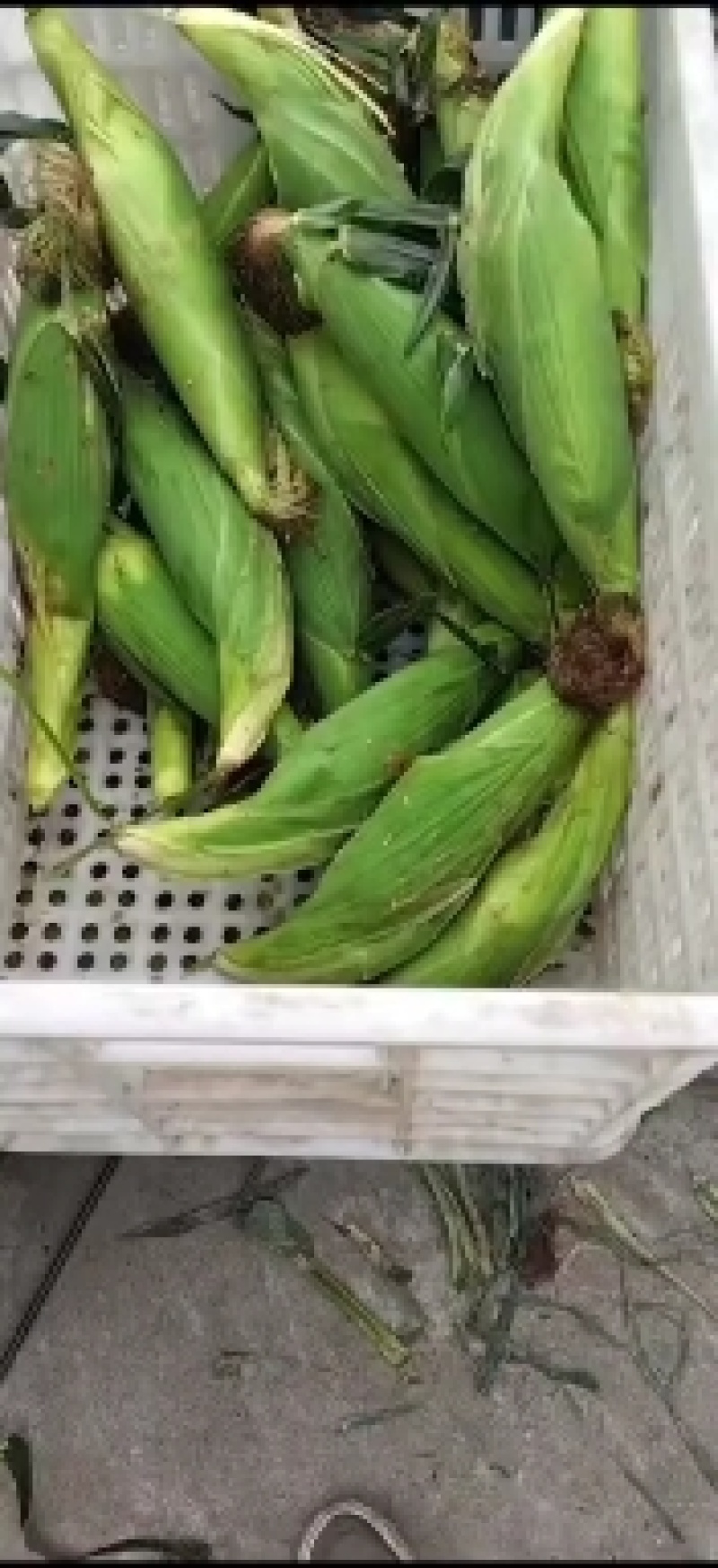 大量上市
