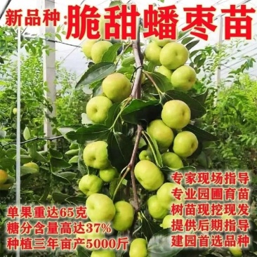 枣树苗蟠枣冬枣盆栽地栽品种嫁接枣树苗建园推荐南北方包邮
