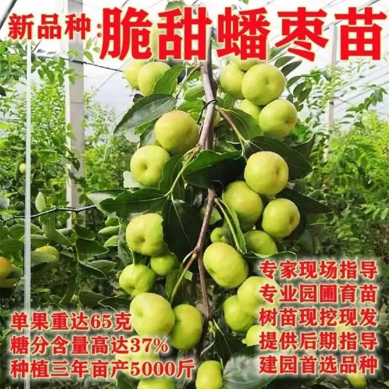 枣树苗蟠枣冬枣盆栽地栽品种嫁接枣树苗建园推荐南北方包邮