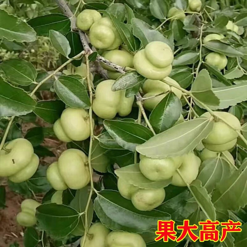 枣树苗蟠枣冬枣盆栽地栽品种嫁接枣树苗建园推荐南北方包邮