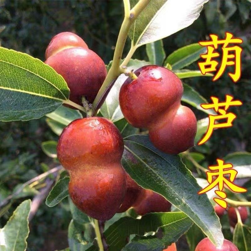 枣树苗蟠枣冬枣盆栽地栽品种嫁接枣树苗建园推荐南北方包邮