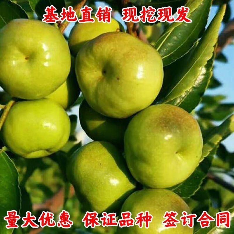 枣树苗蟠枣冬枣盆栽地栽品种嫁接枣树苗建园推荐南北方包邮