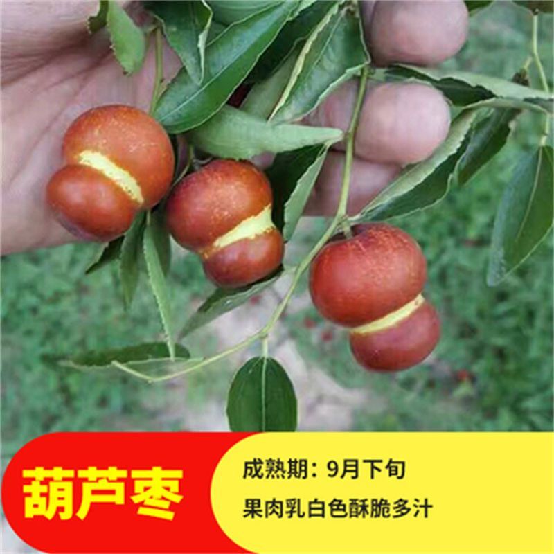枣树苗蟠枣冬枣盆栽地栽品种嫁接枣树苗建园推荐南北方包邮