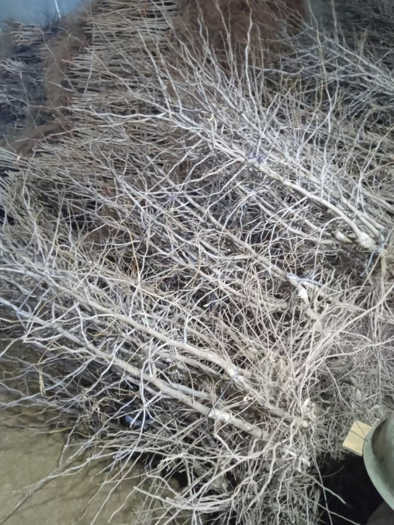枣树苗蟠枣冬枣盆栽地栽品种嫁接枣树苗建园推荐南北方包邮