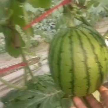 黄瓤西瓜，型好，熟度好，价格不高，需要的联系我