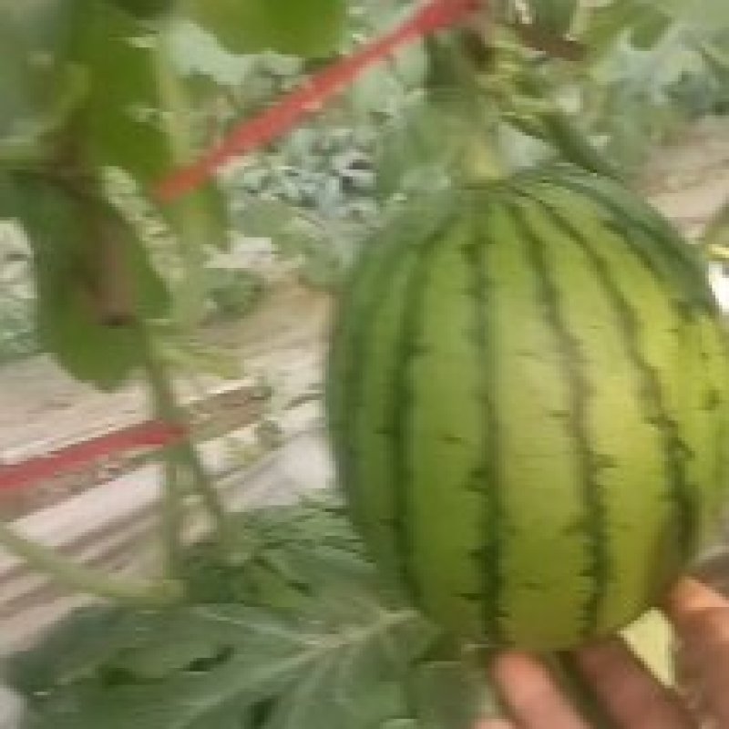 黄瓤西瓜，型好，熟度好，价格不高，需要的联系我