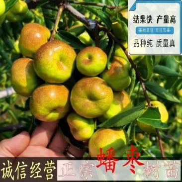 枣树苗正宗盆栽地栽新品种大葫芦枣苗南方北方种植果树苗包邮