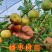 枣树苗正宗盆栽地栽新品种大葫芦枣苗南方北方种植果树苗包邮