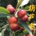 枣树苗正宗盆栽地栽新品种大葫芦枣苗南方北方种植果树苗包邮