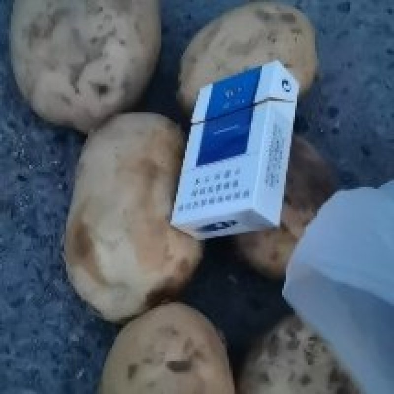 沃土5号土豆大量供应价格美丽诚信合作欢迎来电咨询