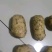 沃土5号土豆大量供应价格美丽诚信合作欢迎来电咨询