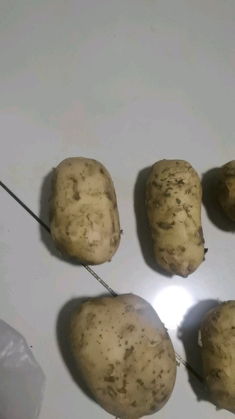 沃土5号土豆大量供应价格美丽诚信合作欢迎来电咨询