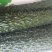 甘肃靖远密刺黄瓜