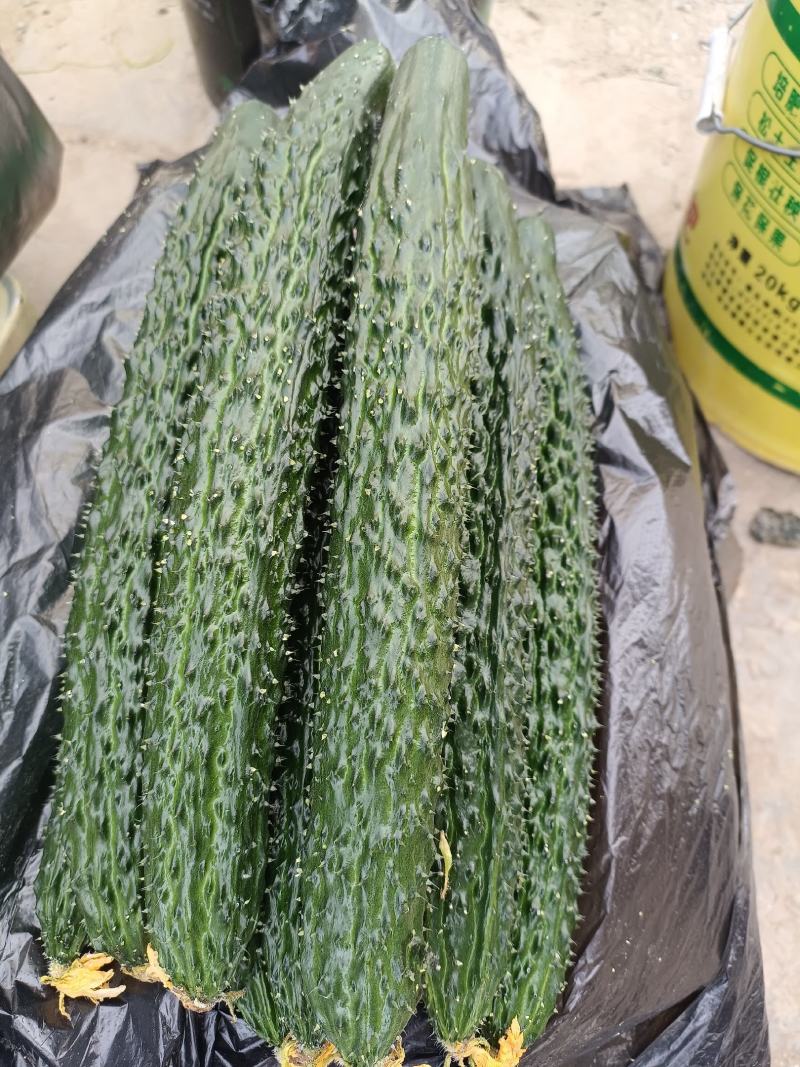 甘肃靖远密刺黄瓜