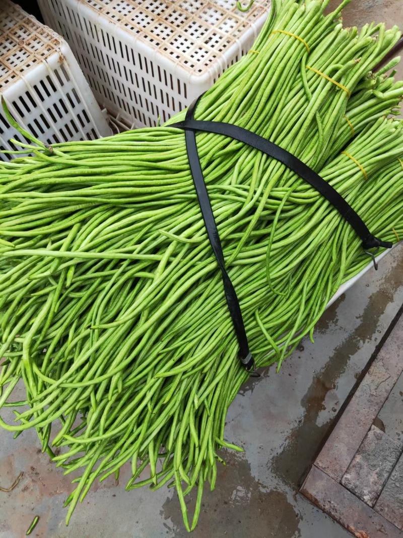 翠绿色豇豆种子长豆角种子肉厚耐高温多荚率高不易老化耐湿热