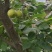 四川攀枝花高山蜜梨脆甜画渣