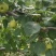 四川攀枝花高山蜜梨脆甜画渣
