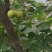 四川攀枝花高山蜜梨脆甜画渣