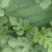 自家种的精品大西瓜口感特好