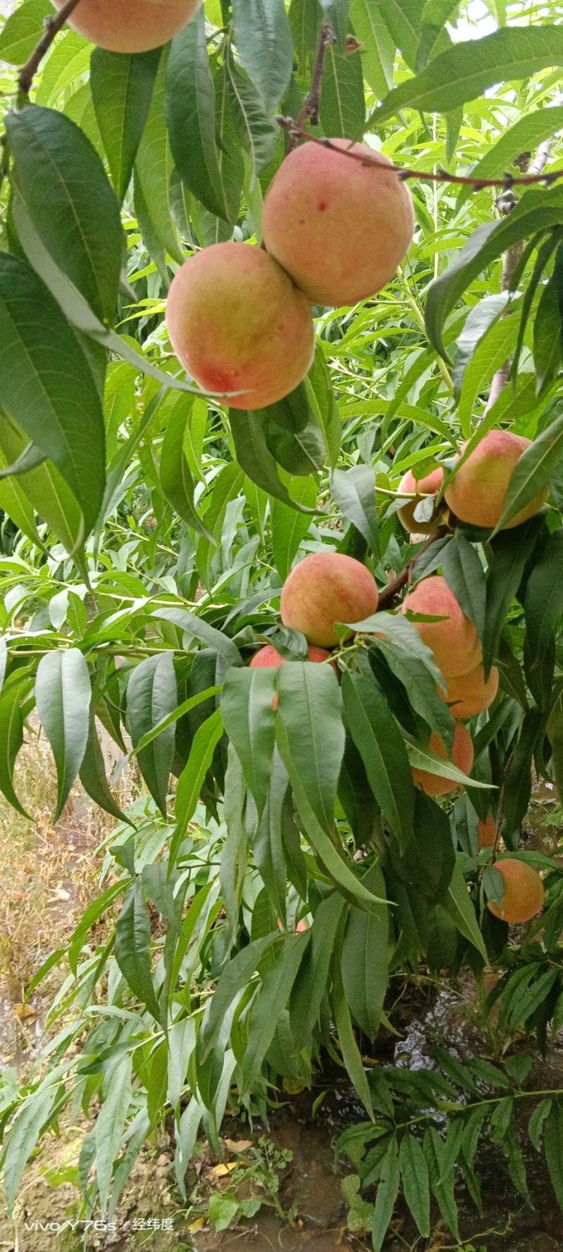 果界精品，桃界珍品，产自陇南文县的毛桃“夏之梦”登场