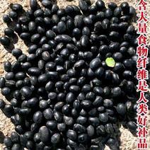 绿芯黑豆青仁黑豆高产种子五谷磨房原料大量供应