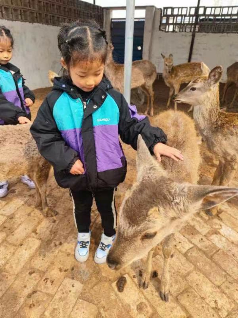 人工喂养听话宠物梅花鹿，适宜家养、景区、农家乐小鹿种鹿