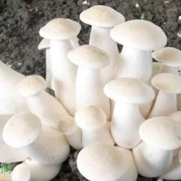 食用菌种，白松茸，金福菇菌种，三级种，栽培种
