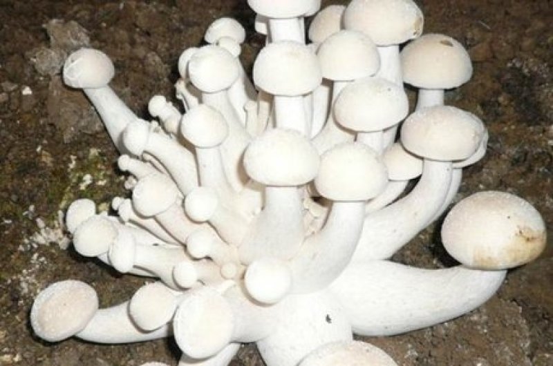 食用菌种，白松茸，金福菇菌种，三级种，栽培种
