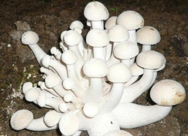 食用菌种，白松茸，金福菇菌种，三级种，栽培种