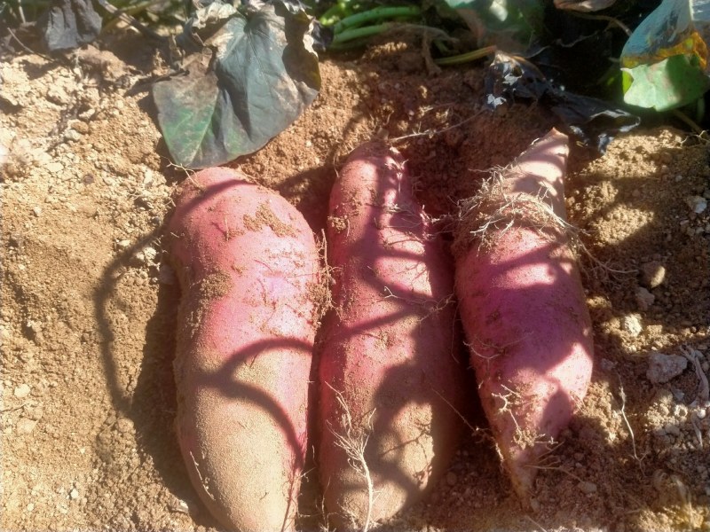 烟薯二五沙土地绿色种植口感面软甜保证质量