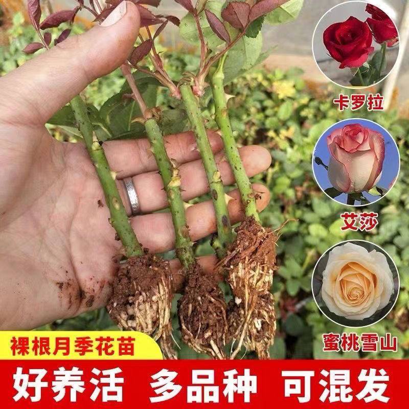 5万棵玫瑰花苗四季开花大花云南直发阳台庭院盆栽花卉月季扦