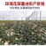 5万棵玫瑰花苗四季开花大花云南直发阳台庭院盆栽花卉月季扦