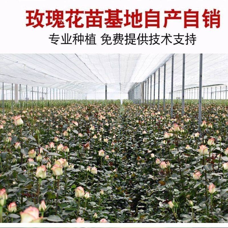 5万棵玫瑰花苗四季开花大花云南直发阳台庭院盆栽花卉月季扦