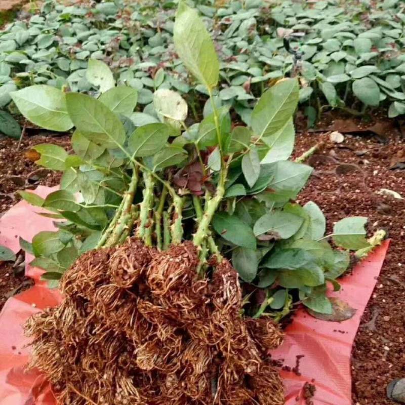 5万棵玫瑰花苗四季开花大花云南直发阳台庭院盆栽花卉月季扦