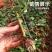 5万棵玫瑰花苗四季开花大花云南直发阳台庭院盆栽花卉月季扦